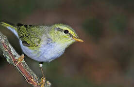 Wood Warbler