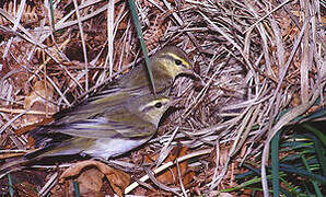 Wood Warbler