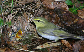 Wood Warbler