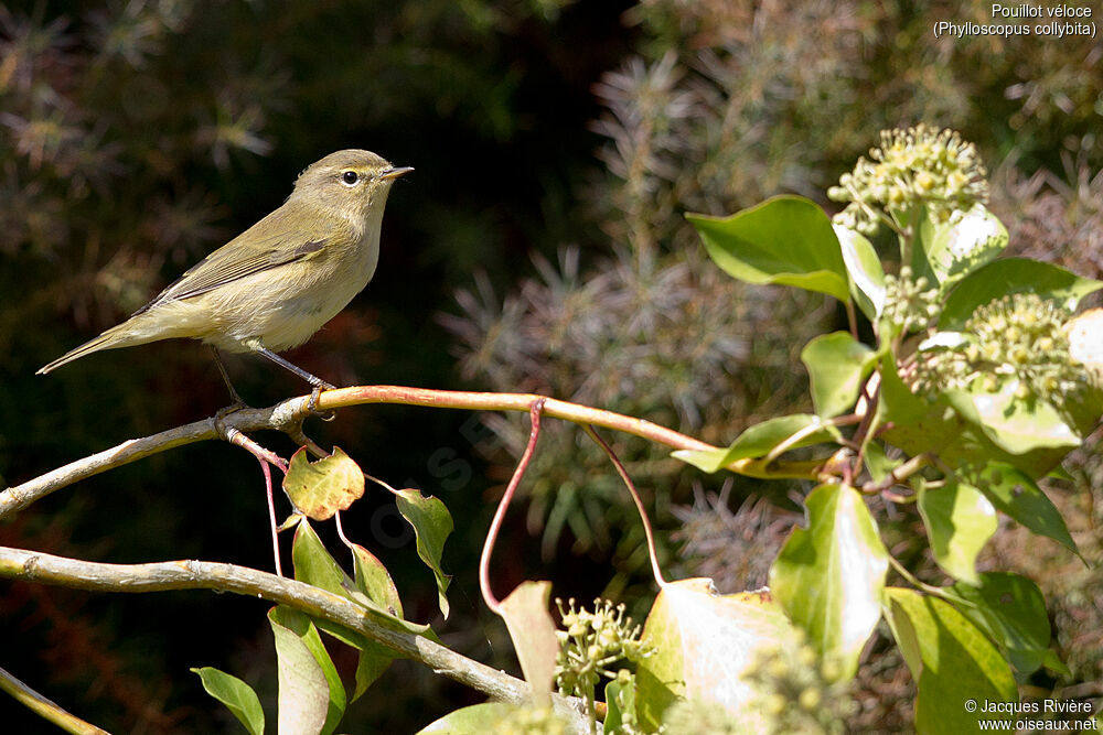 Pouillot véloceadulte internuptial, identification