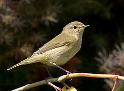 Common Chiffchaff