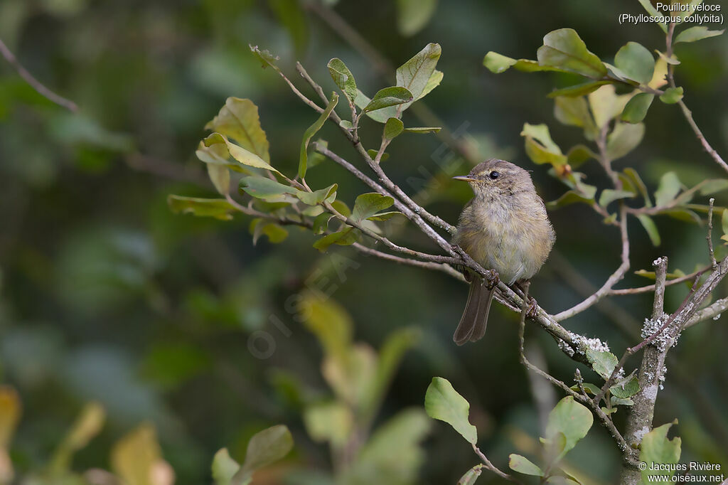 Common Chiffchaffadult post breeding