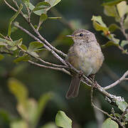 Common Chiffchaff