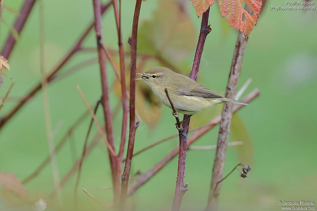 Pouillot véloceadulte, identification