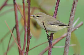 Common Chiffchaff