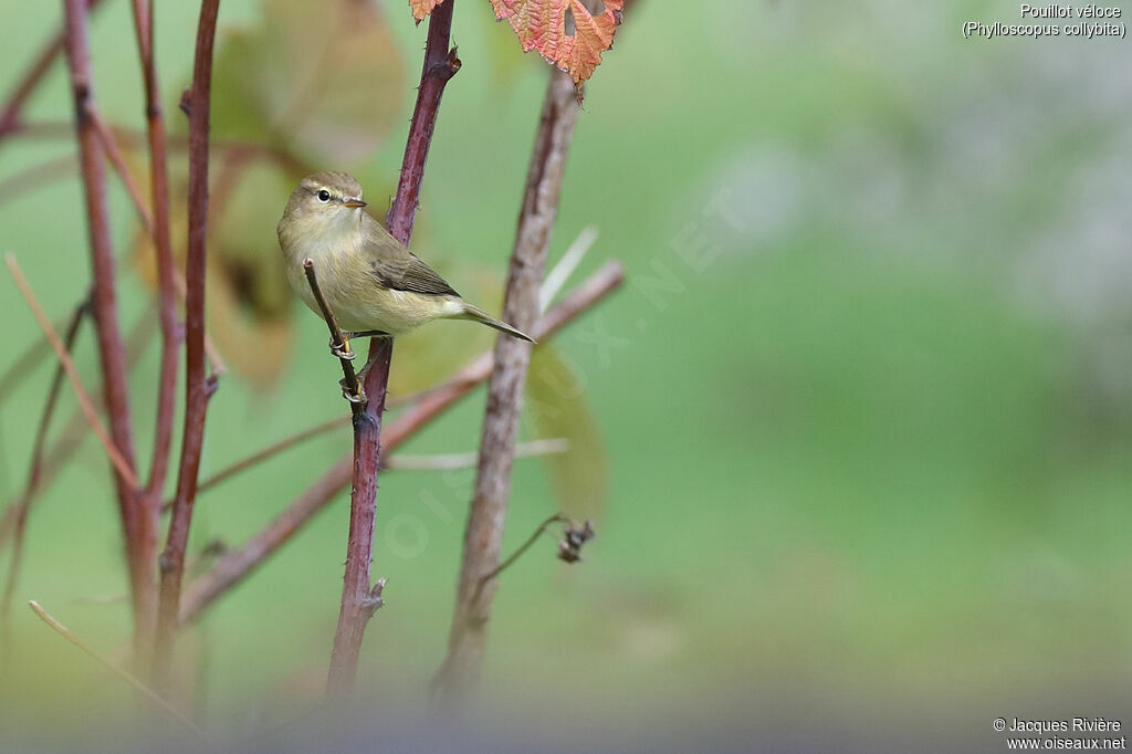 Common Chiffchaffadult, identification