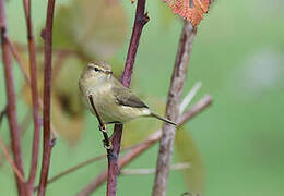 Common Chiffchaff