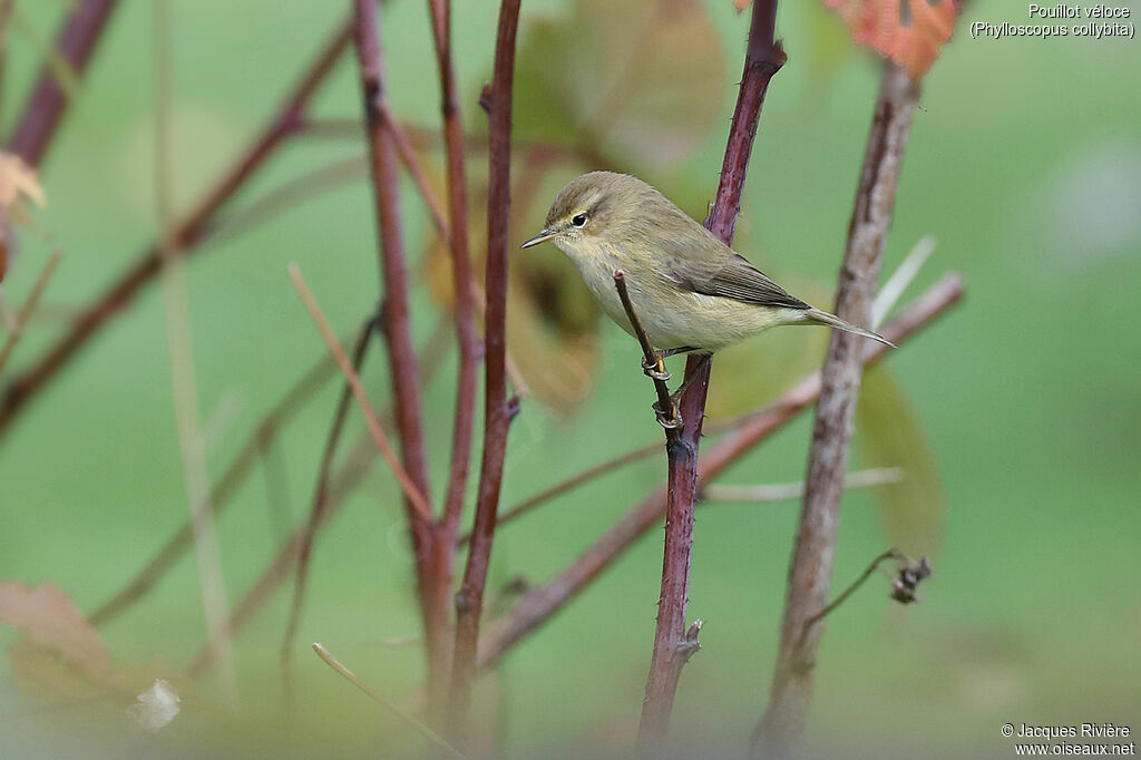 Pouillot véloceadulte, identification