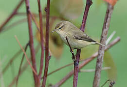 Common Chiffchaff