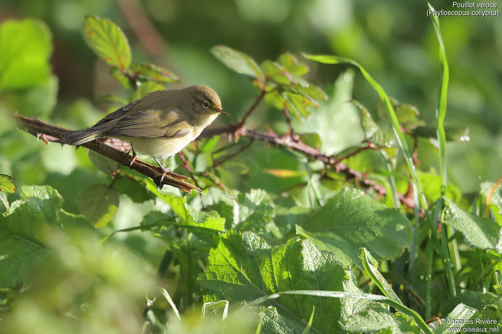 Pouillot véloceadulte, identification