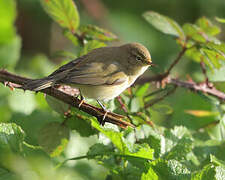 Common Chiffchaff