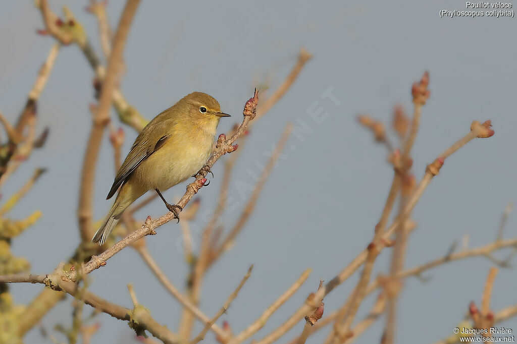 Common Chiffchaffadult, identification