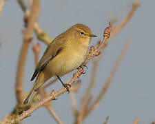 Common Chiffchaff