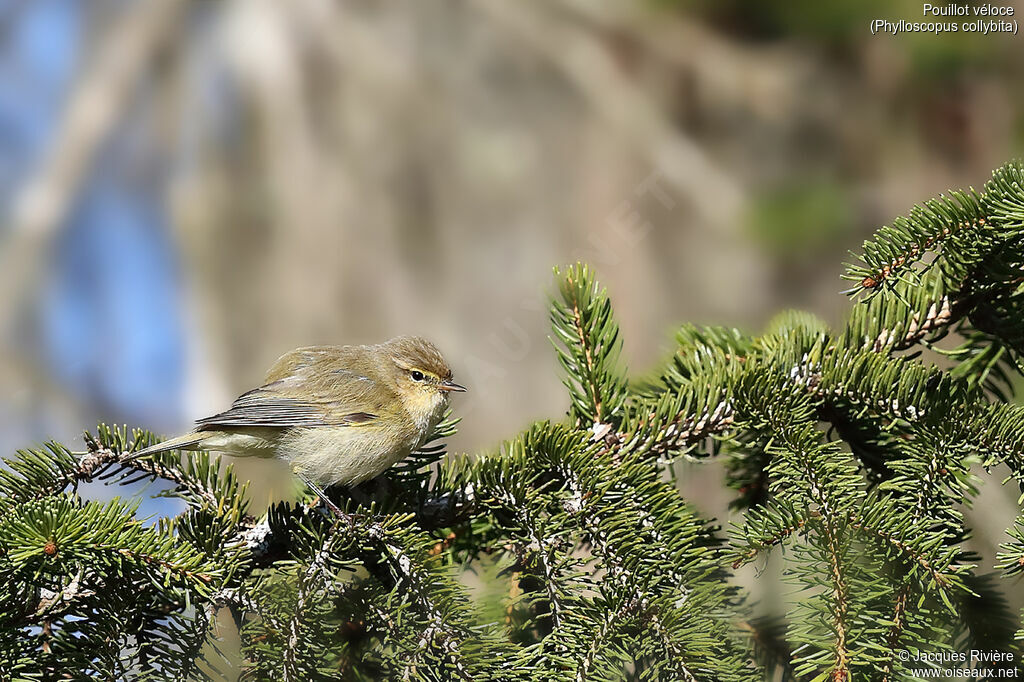 Common Chiffchaff male adult breeding, identification