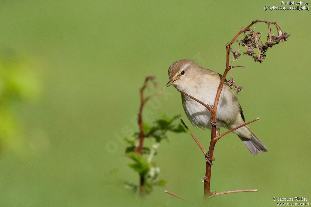 Common Chiffchaff male adult breeding