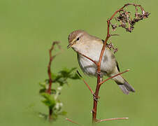 Common Chiffchaff