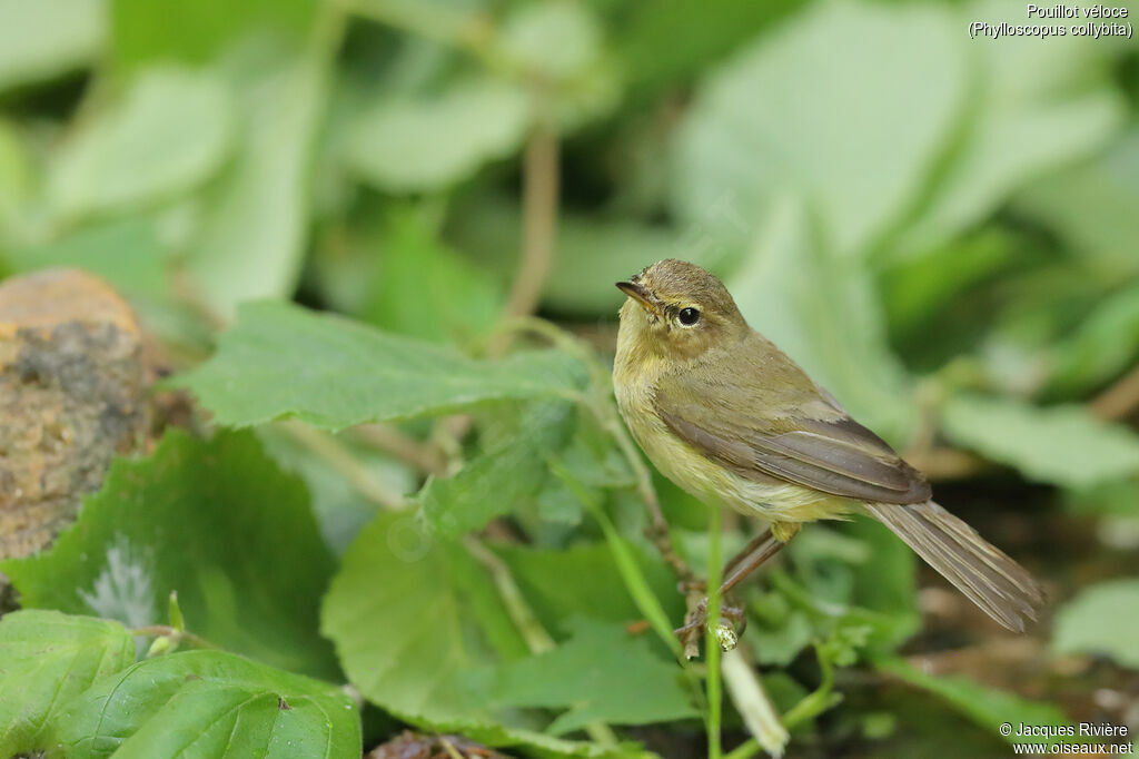 Common Chiffchaffadult breeding, identification