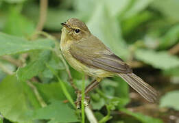 Common Chiffchaff