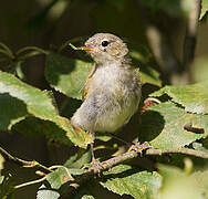 Common Chiffchaff