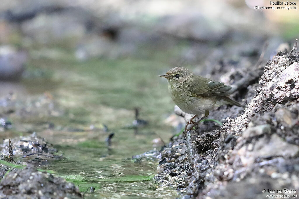 Common Chiffchaffadult breeding, identification