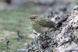 Common Chiffchaff