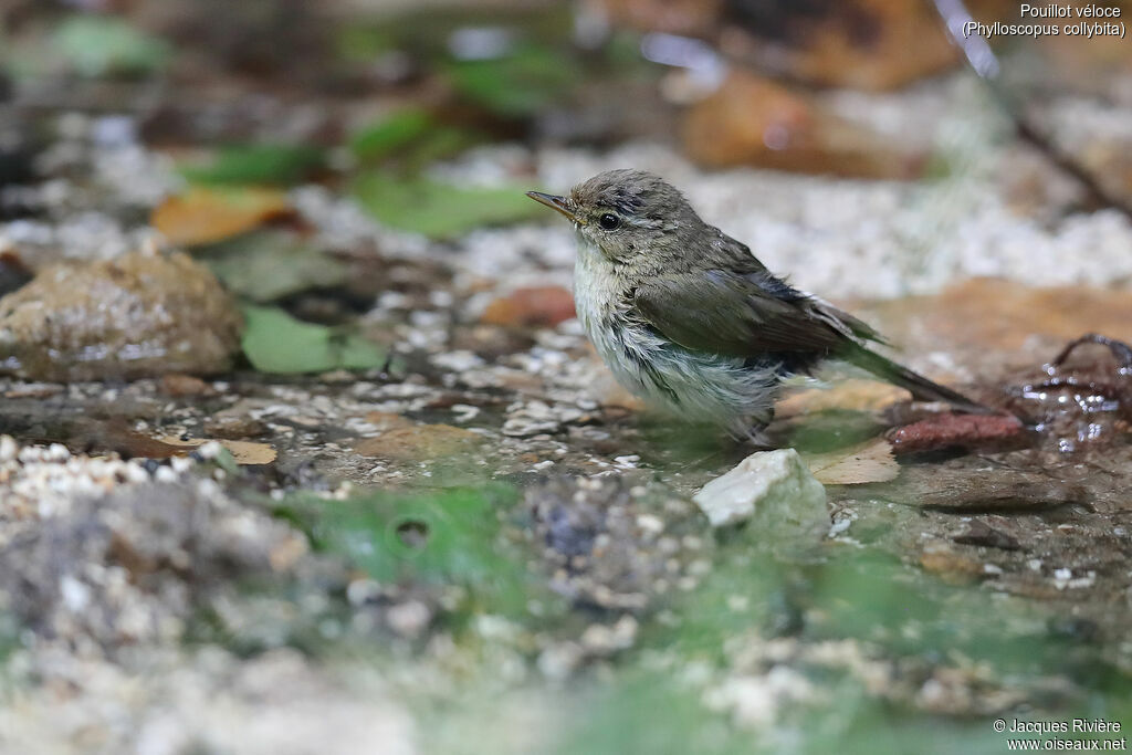 Common Chiffchaffadult breeding, identification