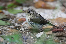 Common Chiffchaff