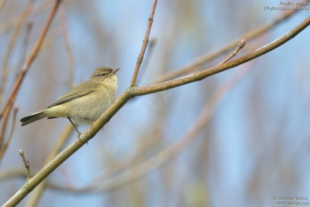 Common Chiffchaff male adult breeding