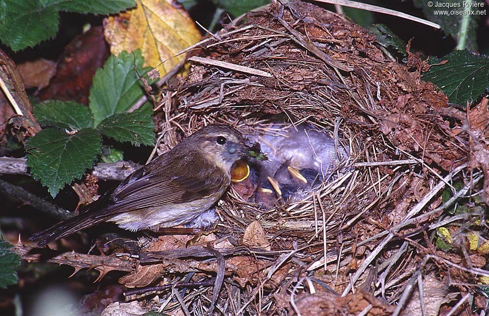 Common Chiffchaffadult breeding, Reproduction-nesting