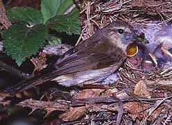 Common Chiffchaff