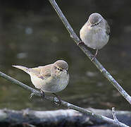 Common Chiffchaff