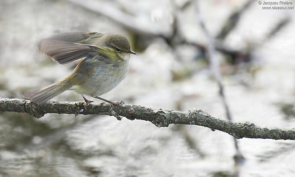 Common Chiffchaffadult breeding