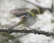 Common Chiffchaff