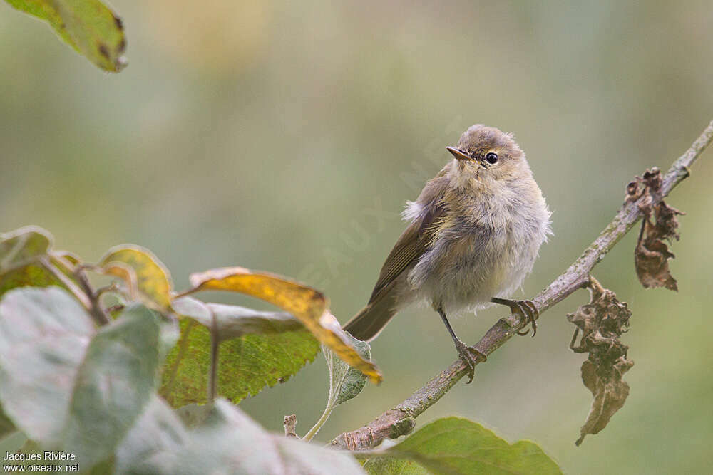 Common Chiffchaffadult transition, close-up portrait, moulting