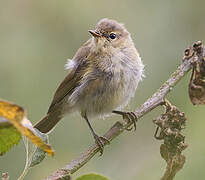 Common Chiffchaff