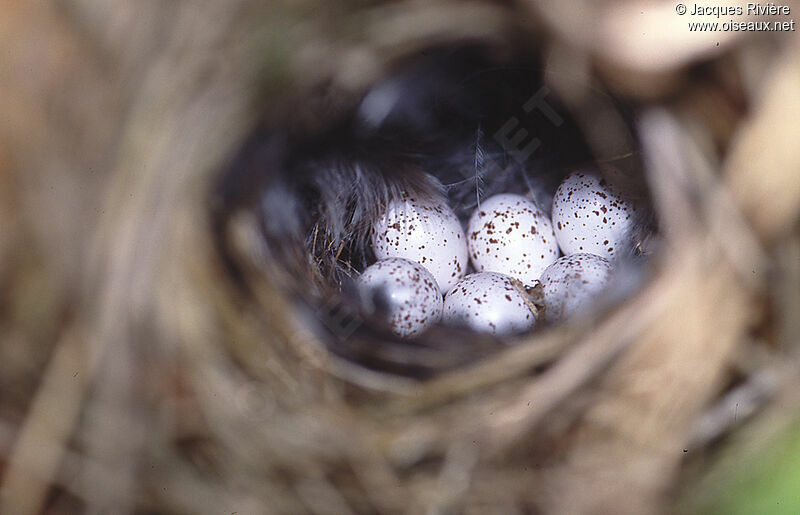 Common Chiffchaff, Reproduction-nesting