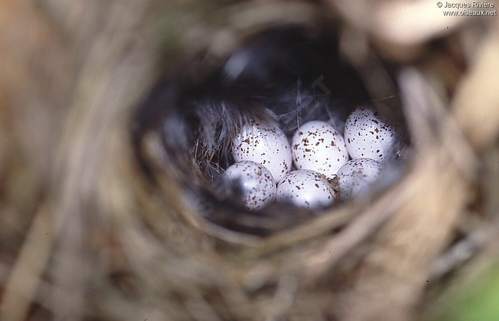 Common Chiffchaff, Reproduction-nesting