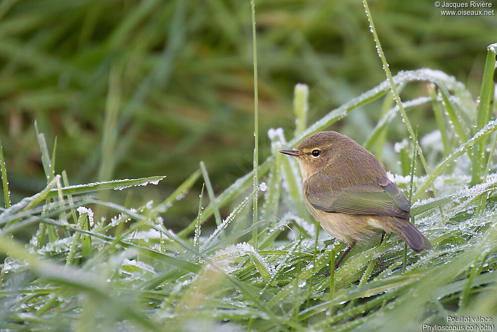 Common Chiffchaffadult, close-up portrait