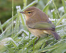 Common Chiffchaff