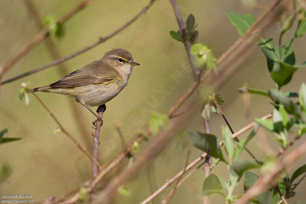 Pouillot véloce femelle adulte, identification