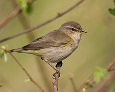 Common Chiffchaff