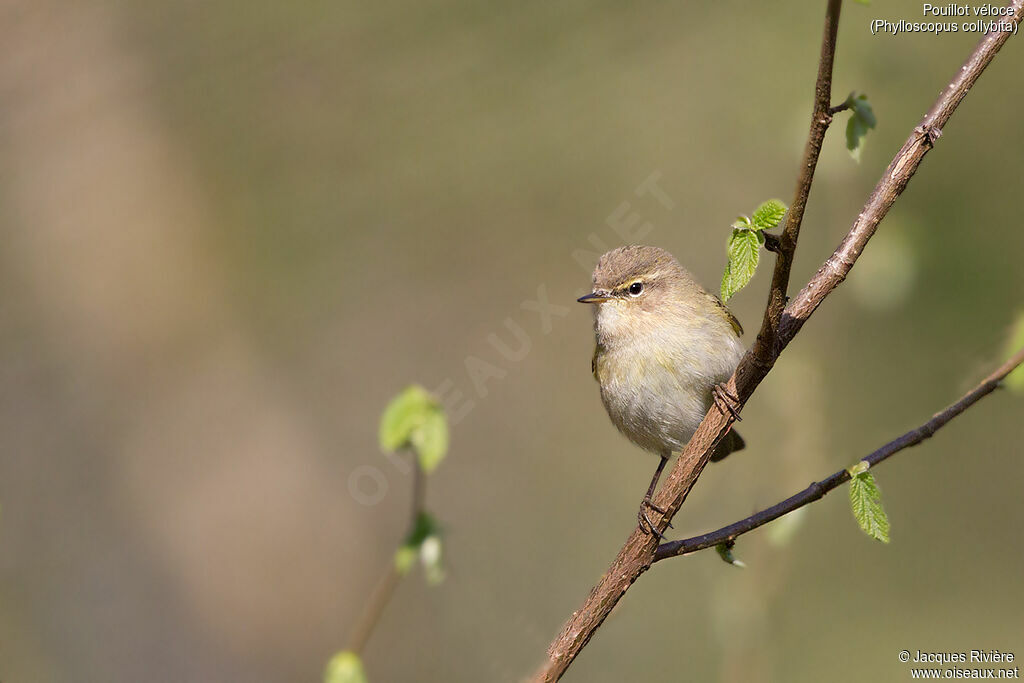 Common Chiffchaff female adult breeding, identification