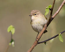 Common Chiffchaff