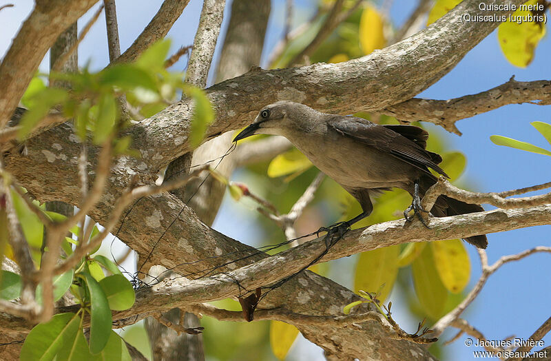 Carib Grackle female adult breeding, identification, Reproduction-nesting