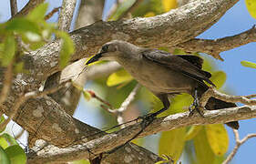 Carib Grackle