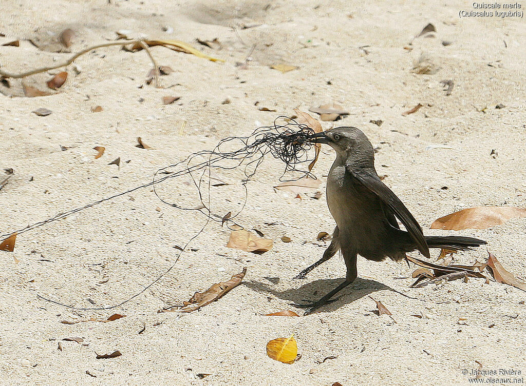 Carib Grackle female adult breeding, identification, Reproduction-nesting