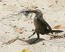 Carib Grackle