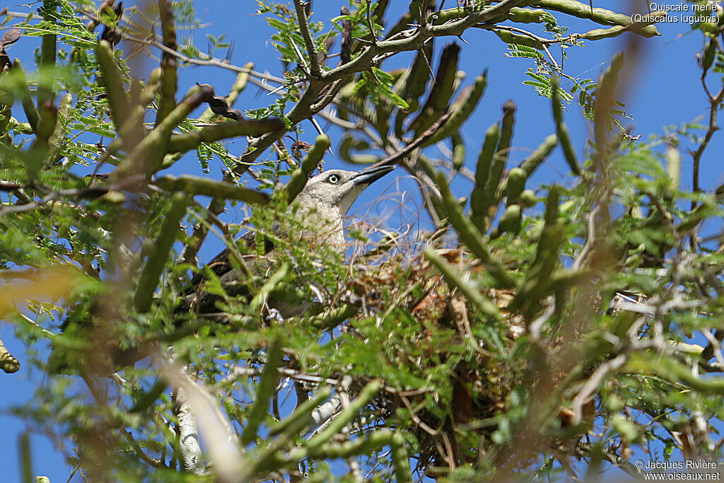 Carib Grackle female adult breeding, identification, Reproduction-nesting