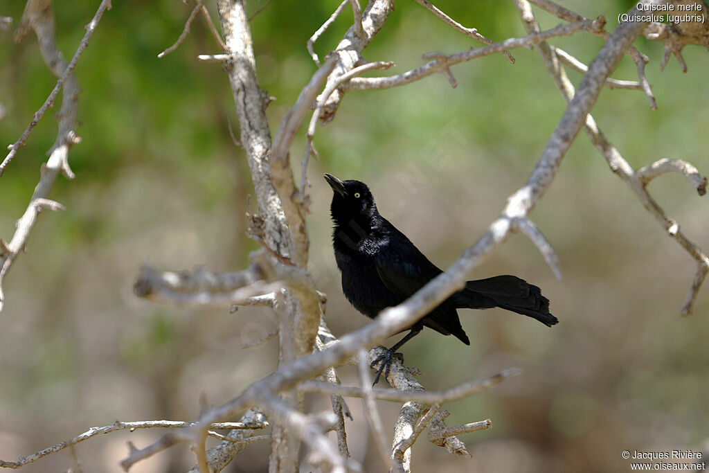 Quiscale merle mâle adulte nuptial, identification, chant