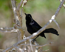 Carib Grackle